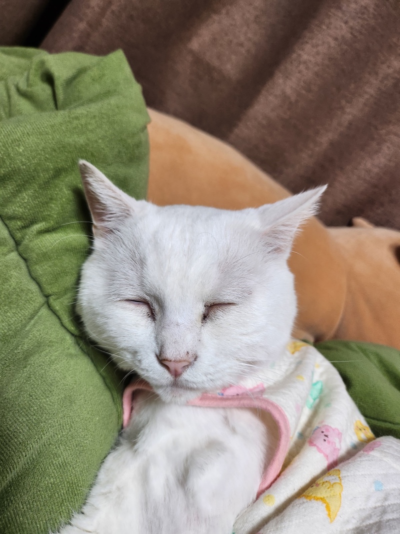 우리 흰둥이