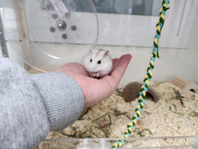 귀여운 햄스터 딩딩이