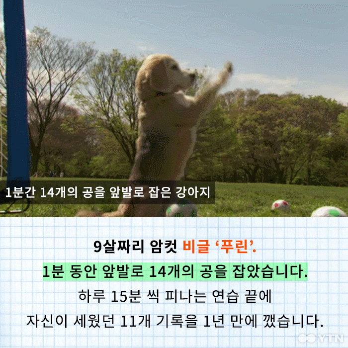 신기하고 재미있는 기네스북에 오른 동물