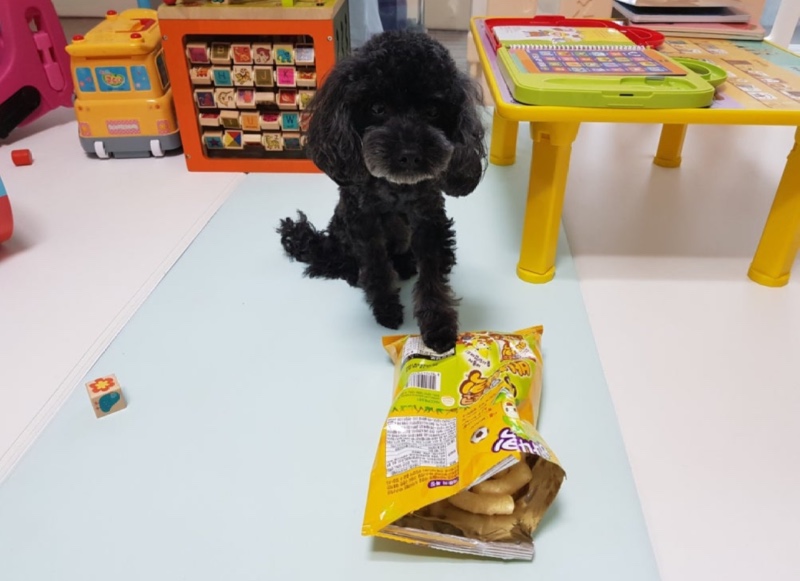 같이먹개 