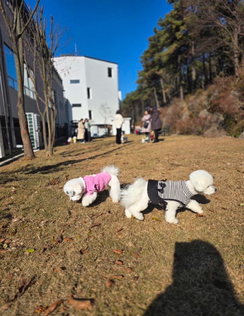 쟈빠타 도그