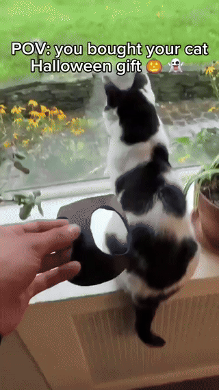 고양이 근엄하게 만들기 