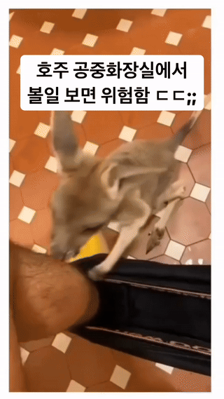 호주 화장실에서 볼일 보면 위험한 이유 