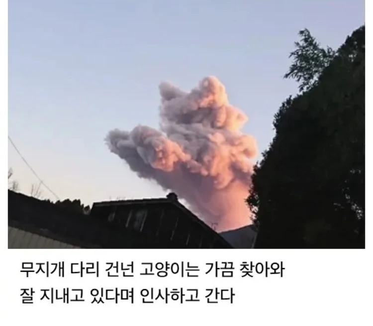 가끔 놀러오는 고양이