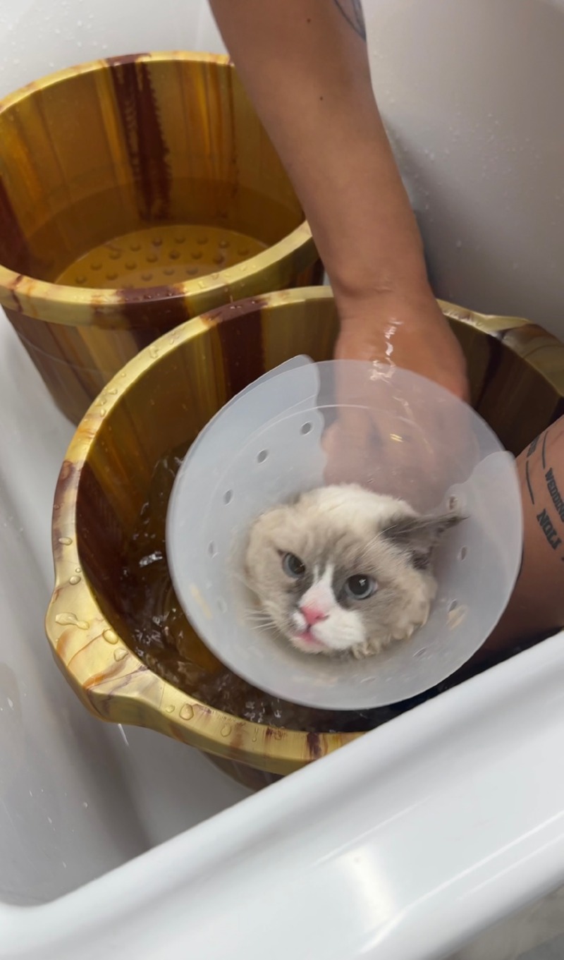 야옹아놀자 순천점. 무마취 고양이 미용