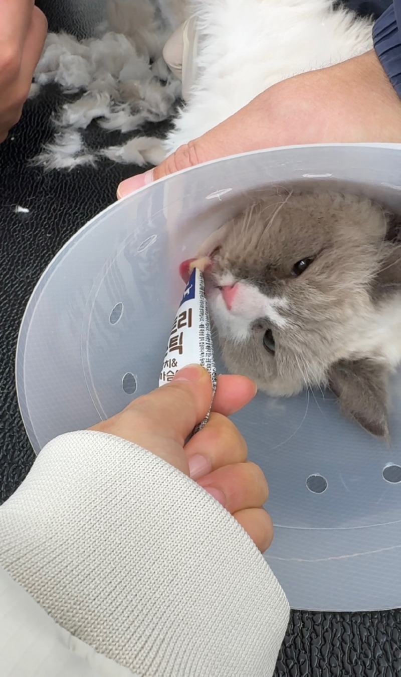 야옹아놀자 순천점. 무마취 고양이 미용