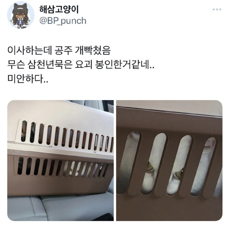 이사하는데 공주 개빡침;;; 