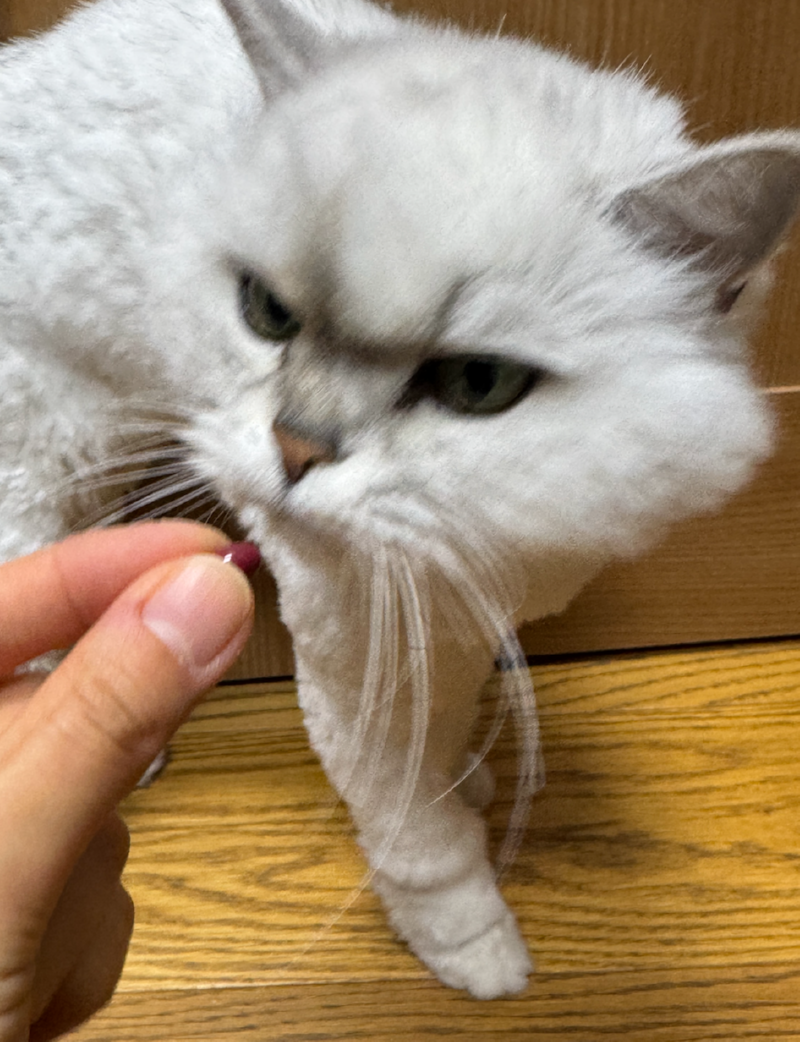영양제먹는 나나 :)