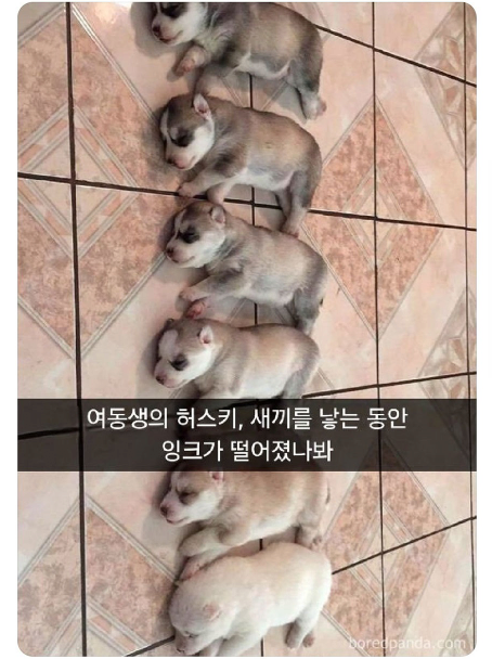 새끼 낳는 동안 잉크 떨어짐 