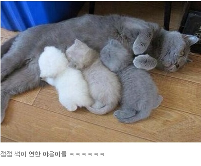새끼 낳는 동안 잉크 떨어짐 