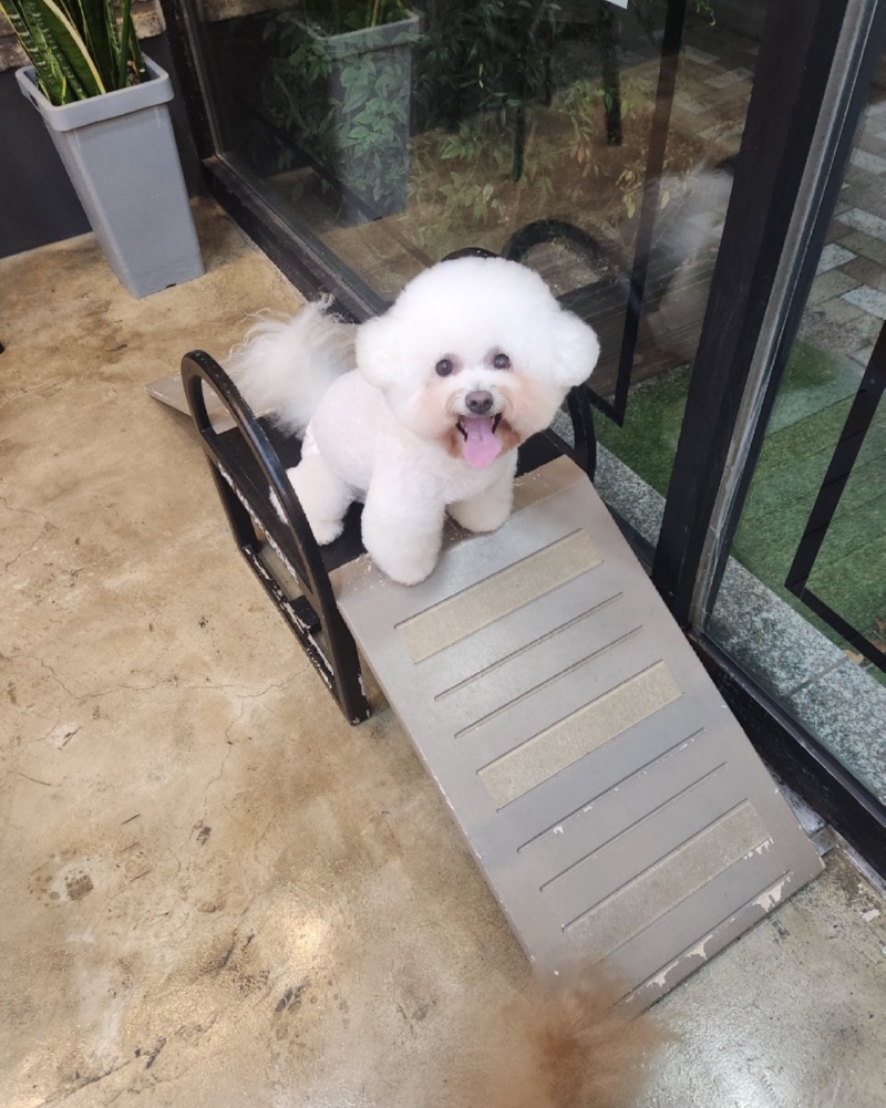 지니펫살롱