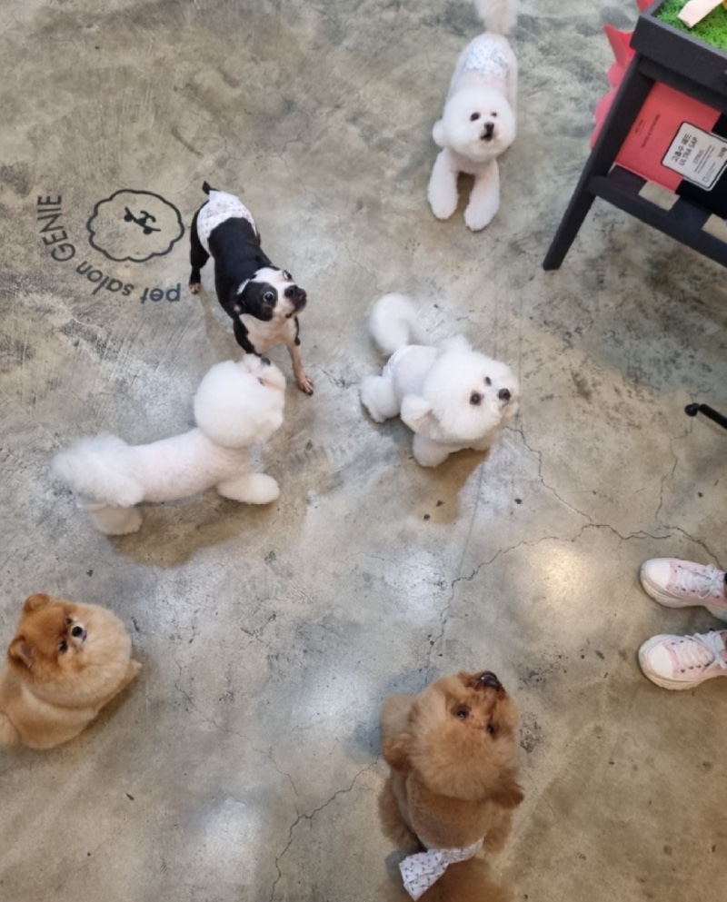 지니펫살롱