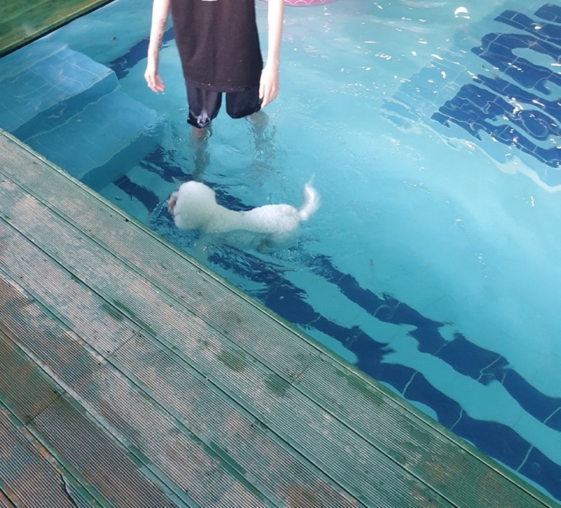 부산 기장 힐링펫