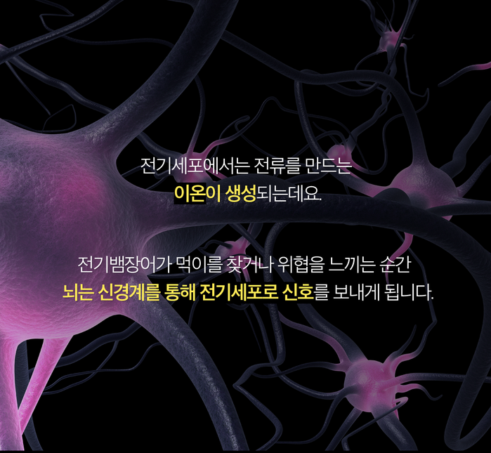 스스로 전기를 발생시킨다고?? 전기뱀장어
