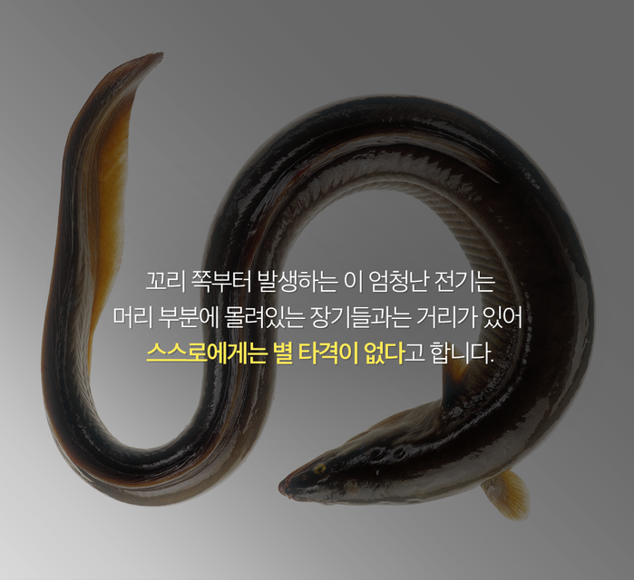스스로 전기를 발생시킨다고?? 전기뱀장어