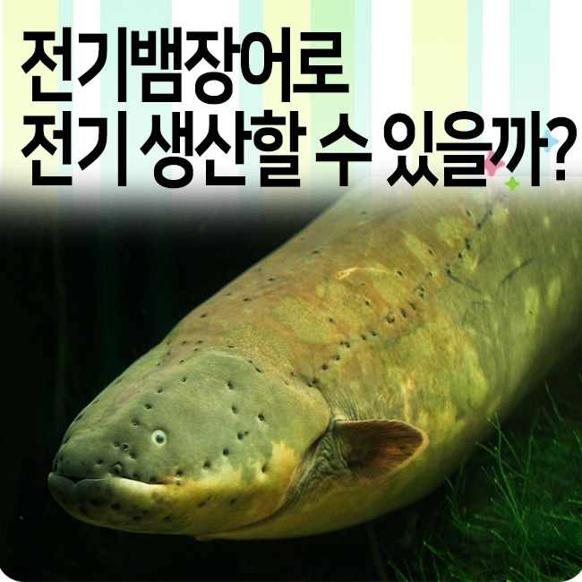 스스로 전기를 발생시킨다고?? 전기뱀장어