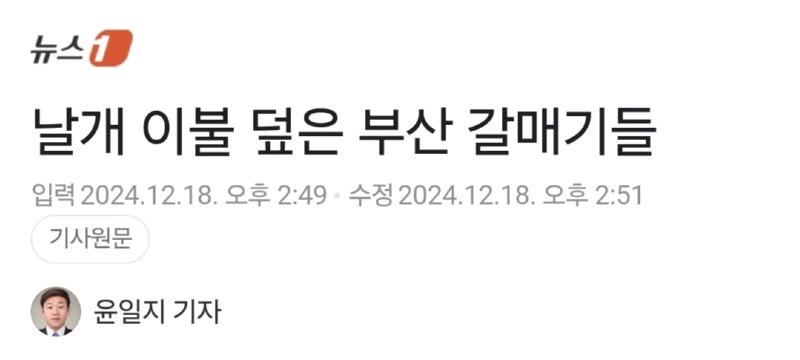 날개로 이불 만들어 덮은 부산 갈매기들 