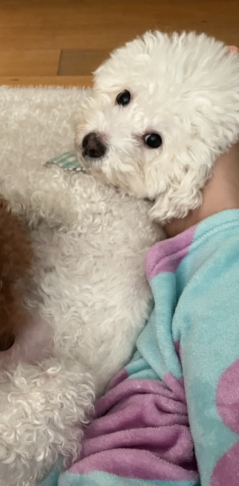 비숑프리제 우리 둥이요 ㅎㅎ