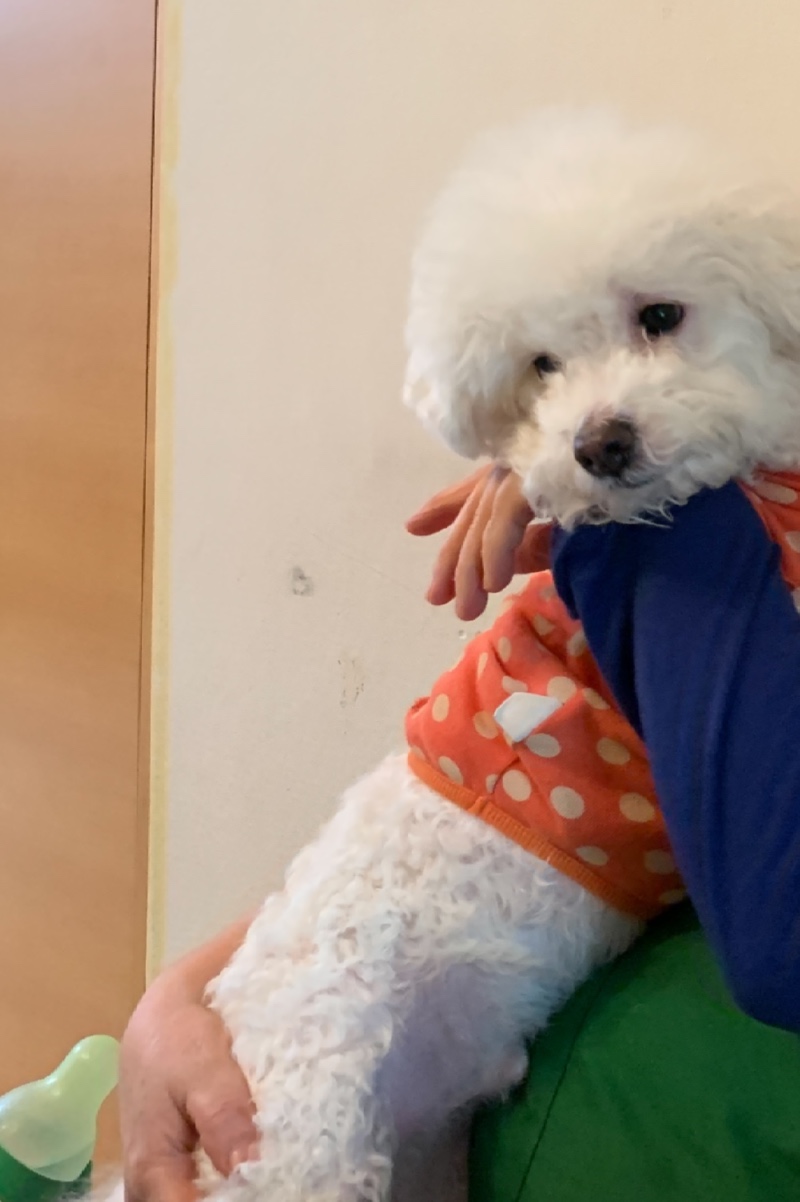 비숑프리제 우리 둥이요 ㅎㅎ