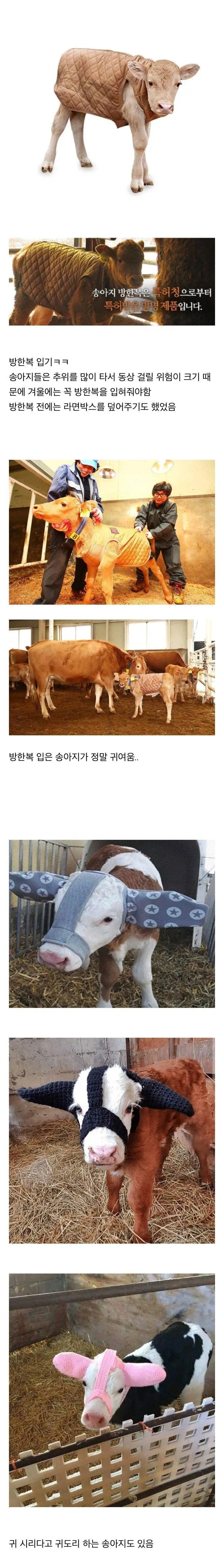 진화하는 송아지 방한복 