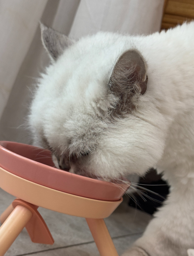 밥먹는 루루