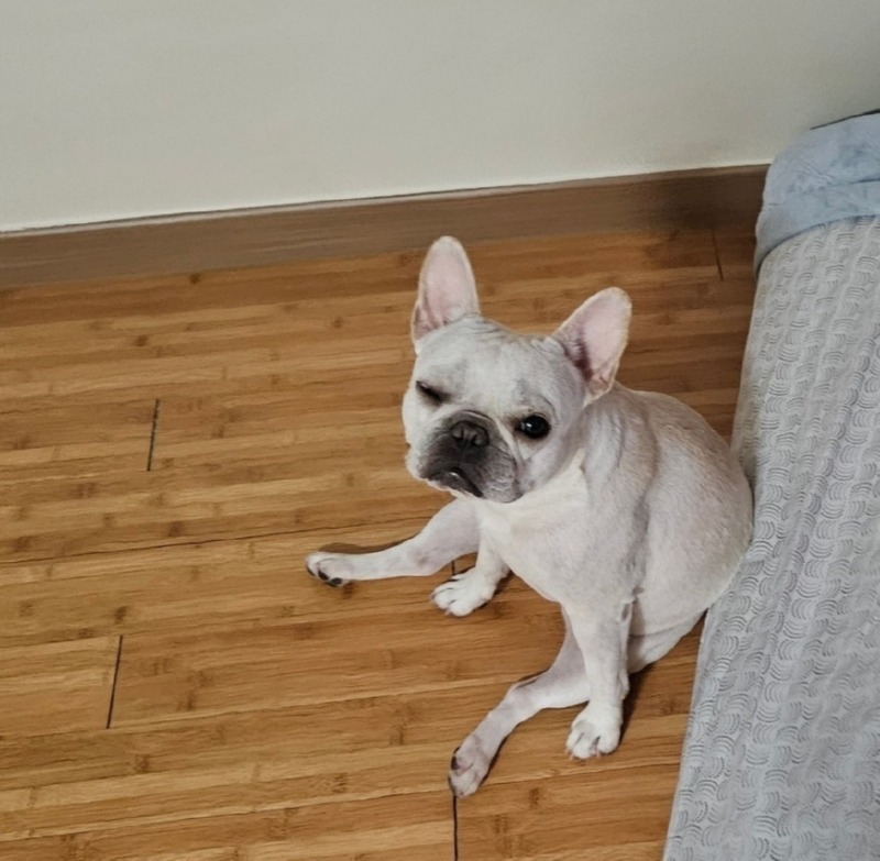 찐빵