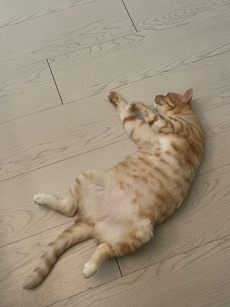 온돌을 키면