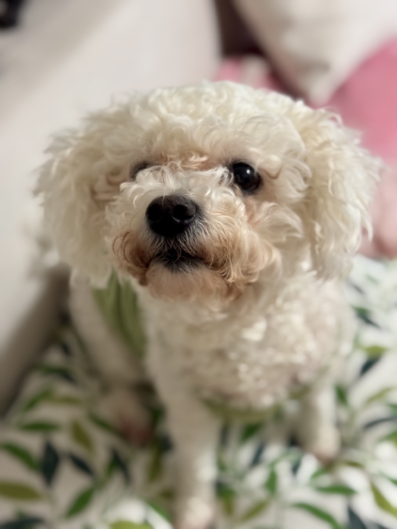 꼬질꼬질