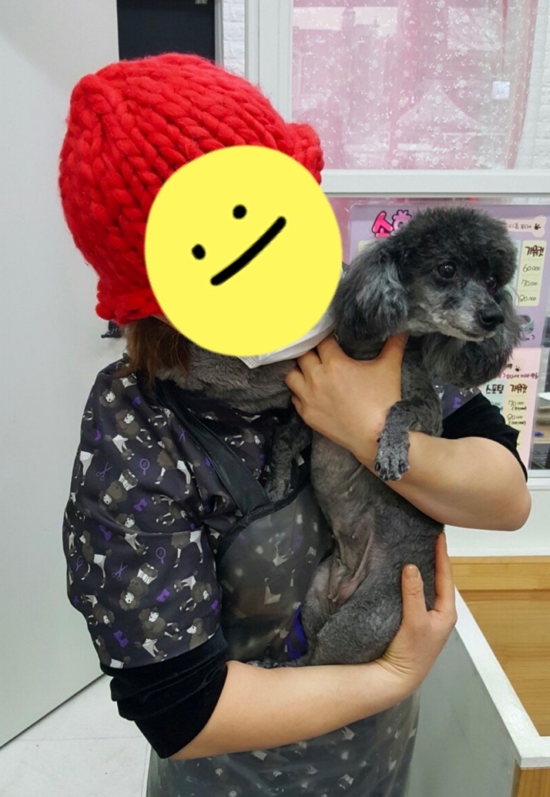 남양주 푸들리 애견미용 
