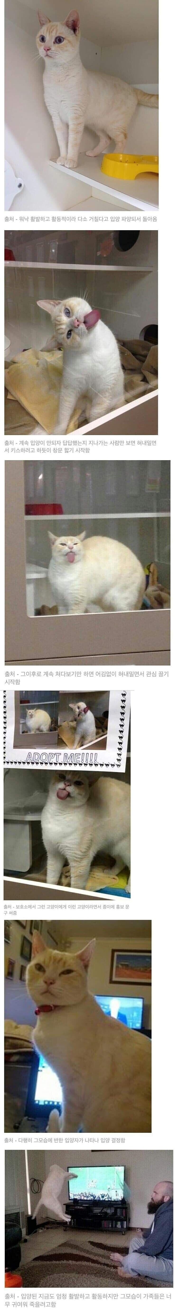너무 발랄해서 파양당한 고양이 