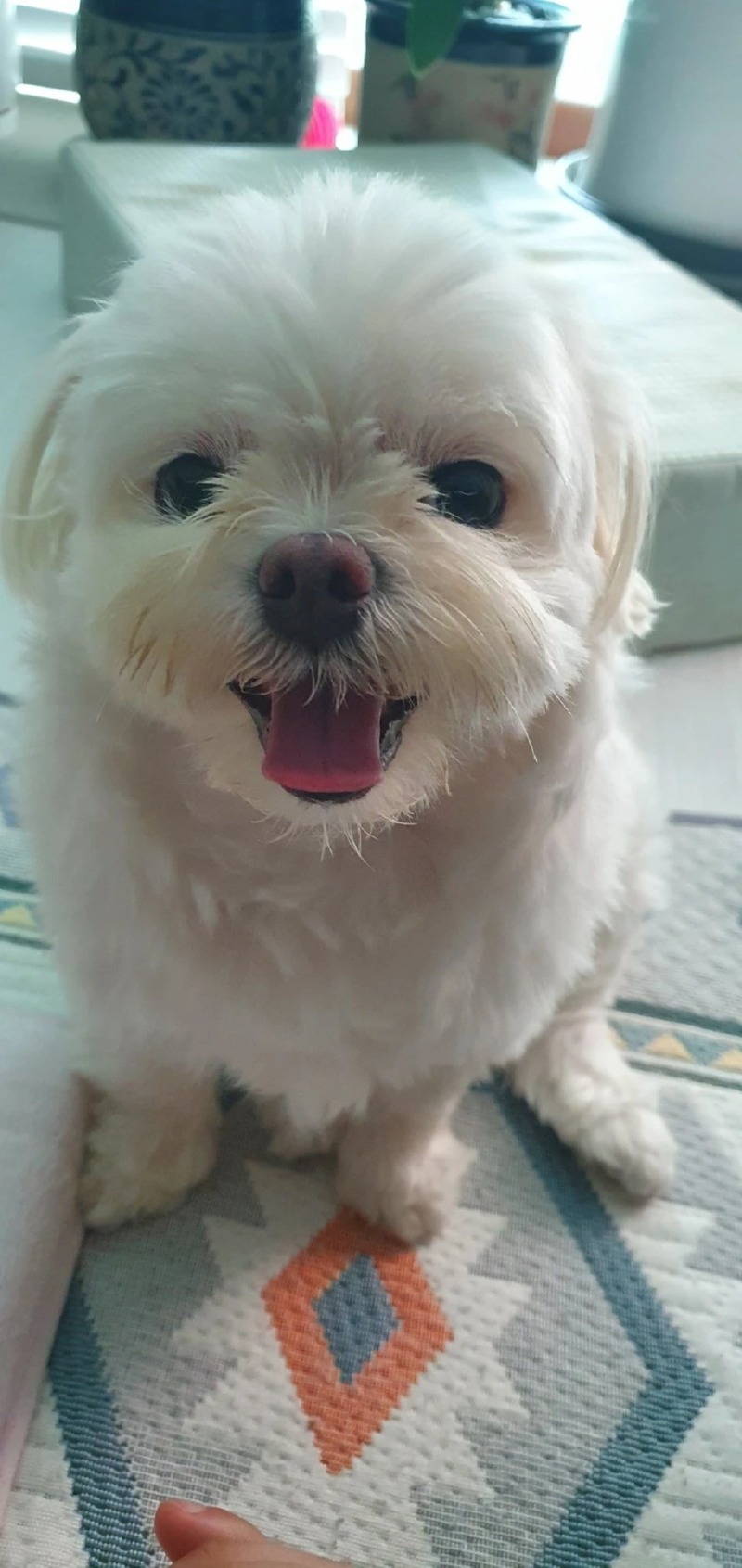 강아지를 키우는 집의 주말 