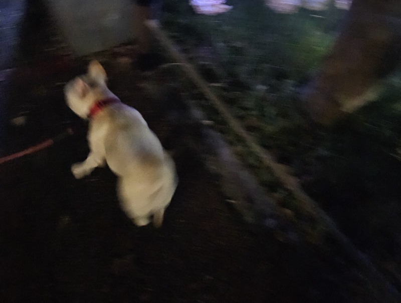 삼성 해맞이 공원 산책