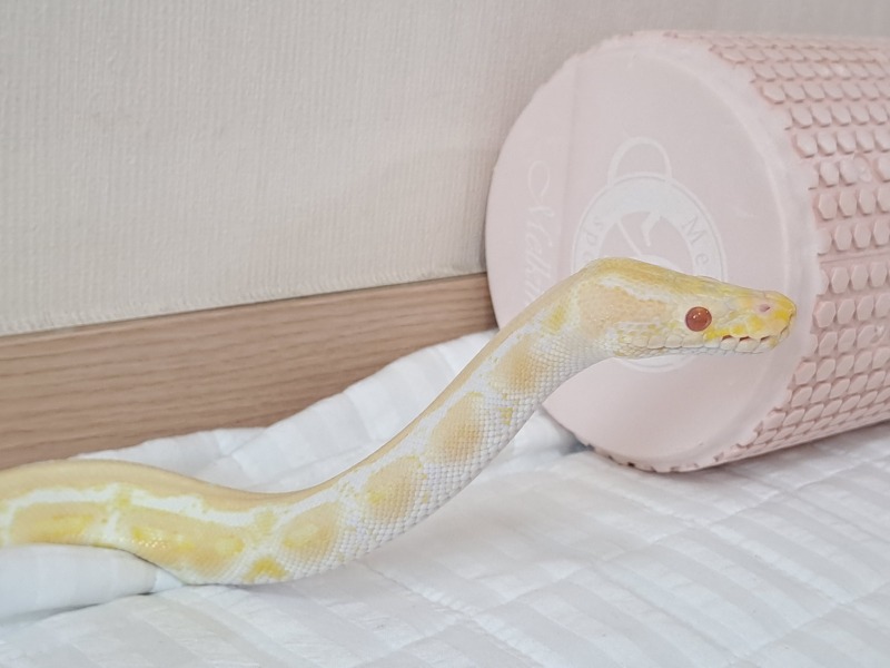 볼파이톤 일상