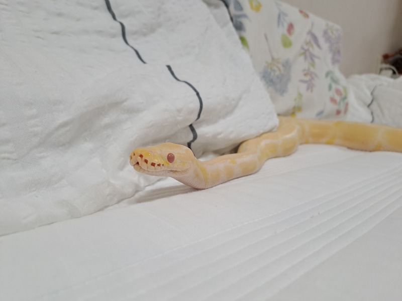 볼파이톤 일상