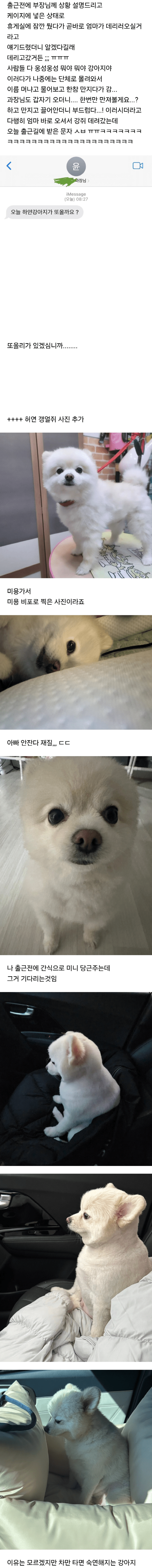피치 못할 사정으로 강아지랑 같이 출근 한 썰