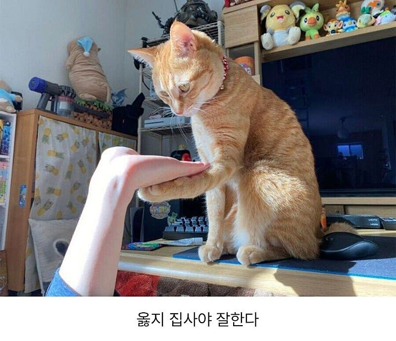 고양아 손!! 