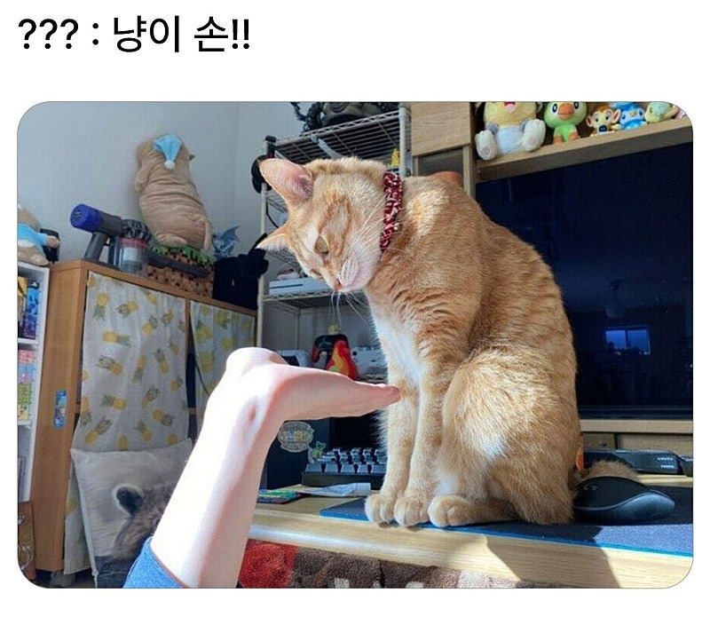 고양아 손!! 