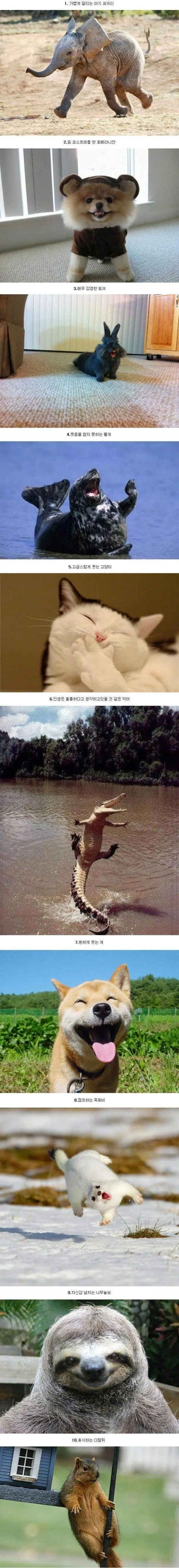 왠지 기분 좋아지는 동물 사진들