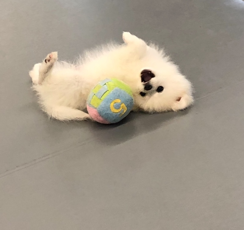 새로 입양한 아이