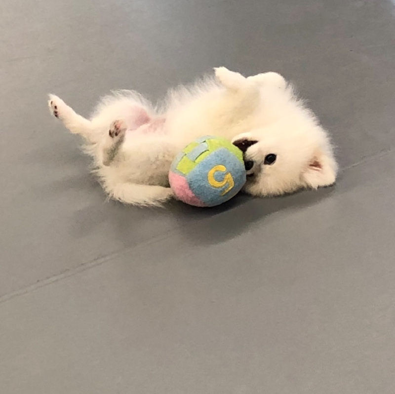 새로 입양한 아이