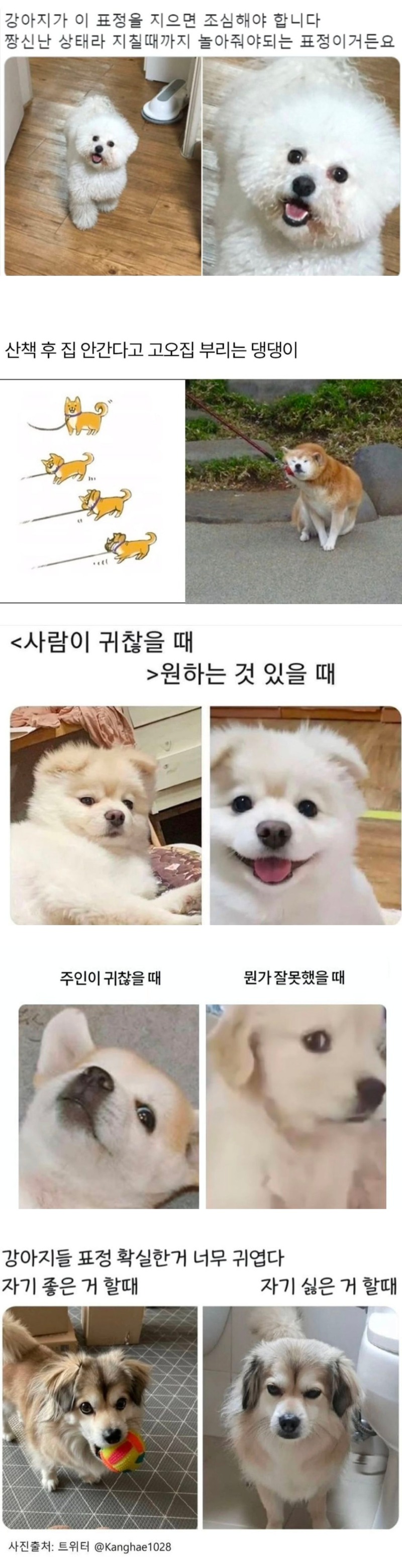집에 강아지 있으면 다 안다는 그 표정 