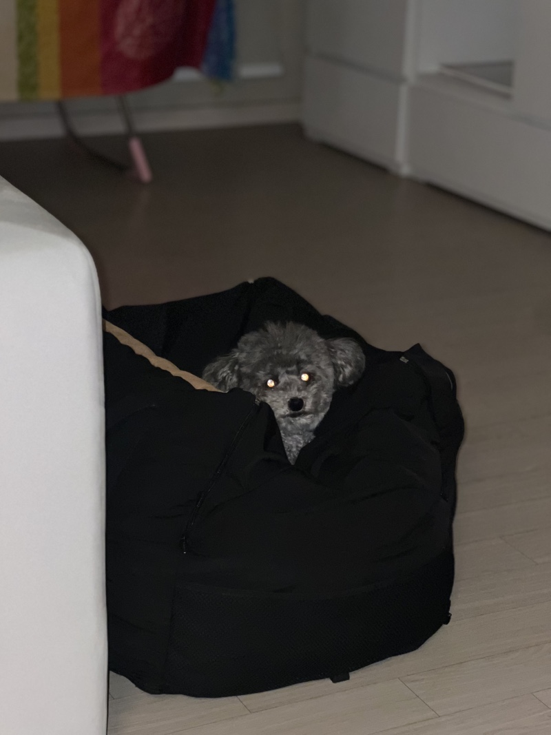 밖에 나가고픈 숑이