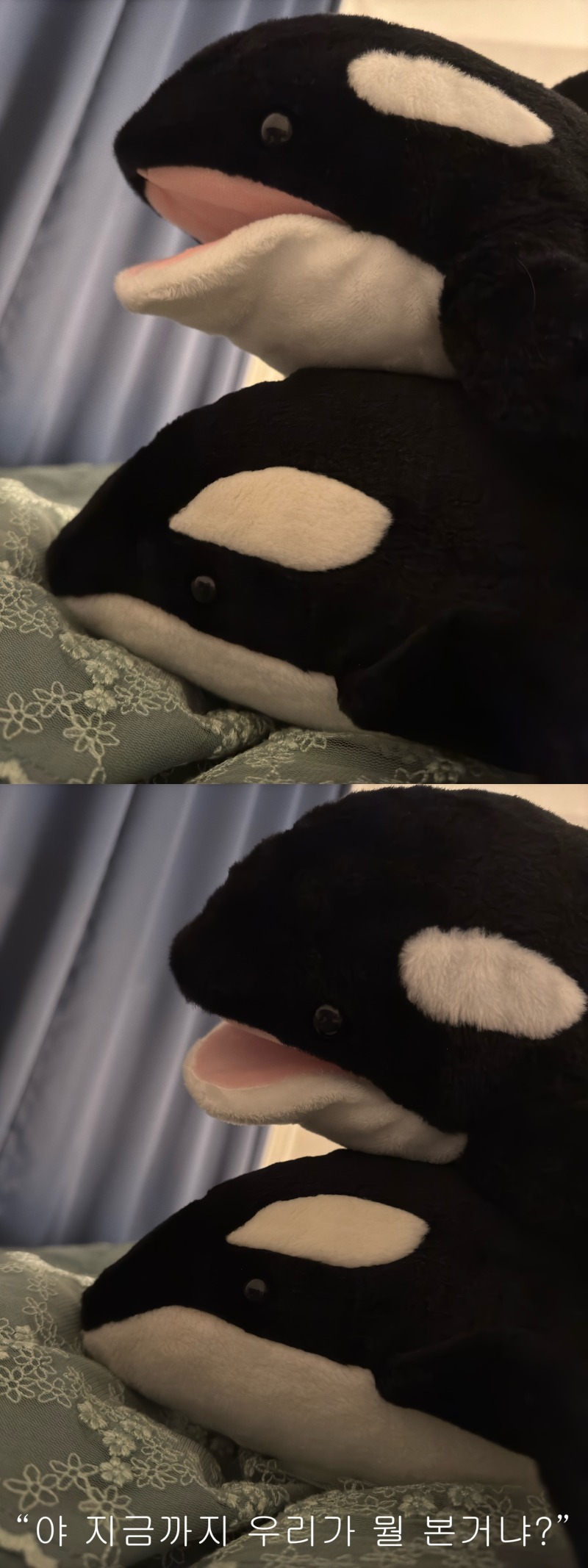 애착인형 자랑시간!!! 