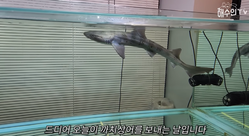 유명한 야생동물 및 이색동물 인플루언서 유튜버