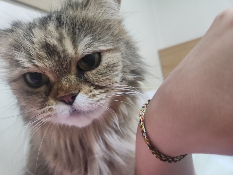 첫째 사랑둥이 꼬미