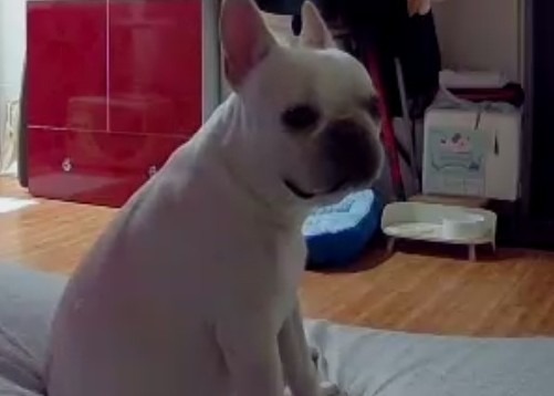깔끄미 배변패드 (1).jpg