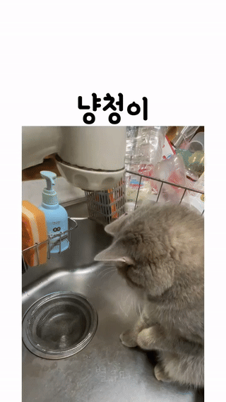 냥청미 넘치는 고양이