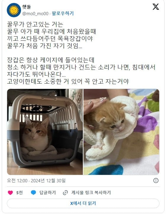 고양이의 애착 물품 