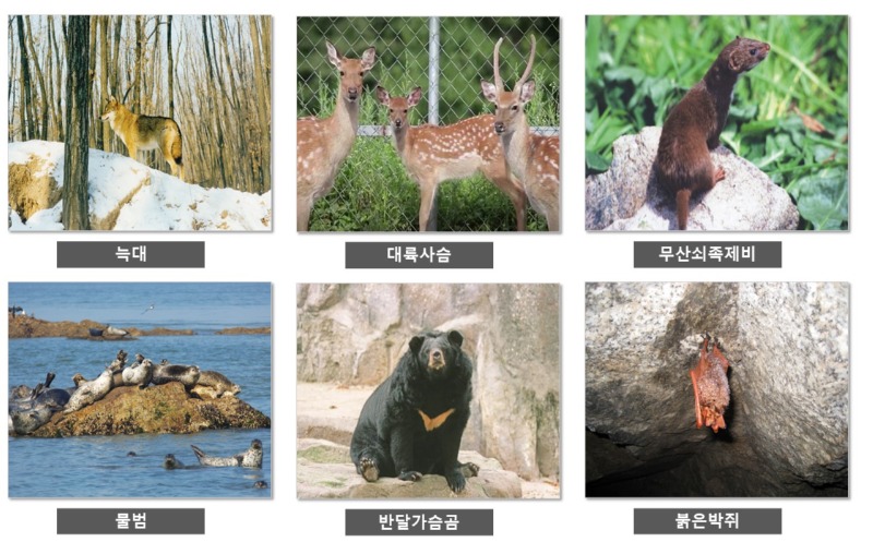 1급 멸종위기종 - 1급 멸종 위기종 종류 