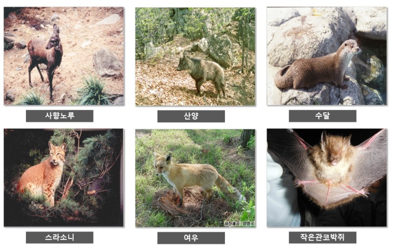 1급 멸종위기종 - 1급 멸종 위기종 종류 